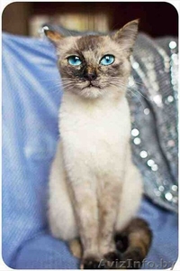 очаровательная кошечка подросток в дар #1459294