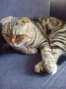 Шотландский вислоухий кот #1451554