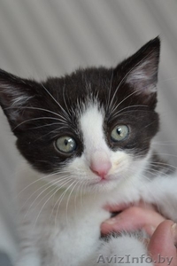 Котёнок Мишенька в добрые руки  #1455021