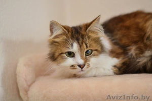 очаровательная кошечка в дар #1459335