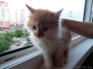 Шикарные котята ищут дом #1456592