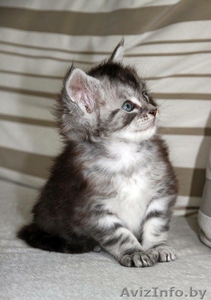 Котята породы Мейн кун. #1452551