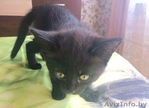 Отдам Даром Котят #1448786