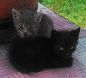 Отдам котят в хорошие руки. Даром. #1459307