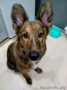 Тигровый ушастик в дар #1451654