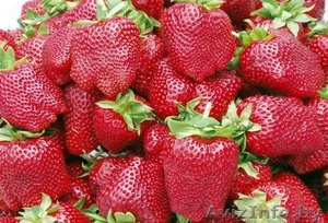 Продам Клубник оптом #1447568