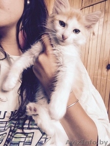 добрые и ласковые котята в дар #1469706