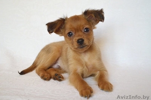 щенок русского тоя длинношерстного #1468545