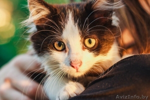 Самая пушистая маленькая кошка в дар #1469023