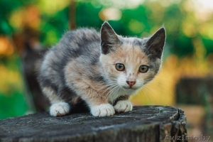 Маленькая милая кошечка ищет дом #1469026