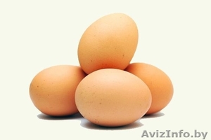 Яйцо куроное закупаем #1464953