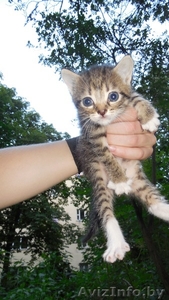 В дар маленький комок счастья #1471088