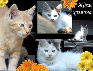 Котята в ответственные руки! #1461968