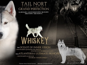 Кобель хаски для вязки, внук чемпиона мира #1468504