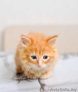 Рыжий кот в дар! #1469018