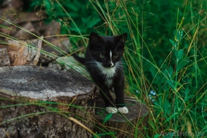 Официального окраса кошка ищет любящих хозяев #1469025