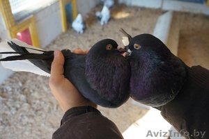 продам николаевских голубей #1471198