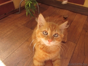 Рыжий красавец ищет дом #1471140