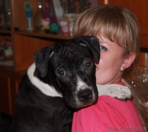 Щенок Американского стаффордширского терьера #1466850