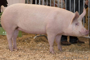 Домашняя свинина по отличной цене #1470727