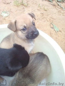 Отдам даром щенков #1467964