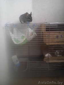 Шиншилл мальчик с клеткой #1468295