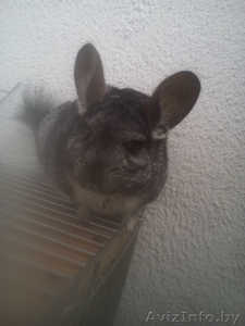 Предлагаю шиншиллу мальчика с клеткой #1468298