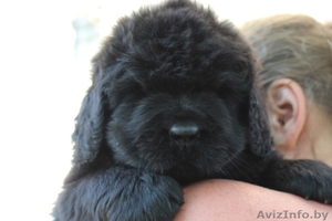 Ньюфаундленда щенки питомник Majestic Goodsoul #1465983