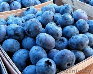 Продам голубику оптом #1467255