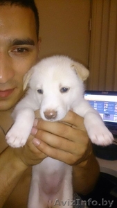 Щенок западносибирской лайки #1464114