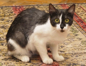 Очаровательные котята в добрые руки #1469401