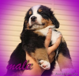 Щенок бернского зенненхунда #1472684