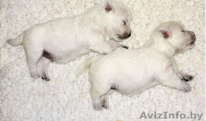 Очаровательные щенки вест хайленд уайт терьер. Бронь. #1461612