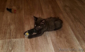Котенок (мальчик) 2 мес. в дар #1463250