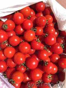 Продаем Томат Черри. Сорт Страмболино. Напрямую от производителя. #1463504