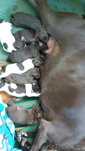 продам щенков курцхаара #1460760