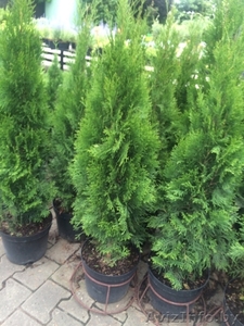 Туя Смарагд только опт 1.3.1-5 м.с доставкой. Гарантия #1466128