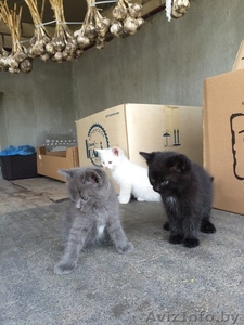 Отдам в добрые руки котят . #1470843
