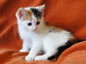 Котята-девочки трехцветка и черненькая в дар! #1472218