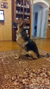 подрощенный щенок немецкой овчарки #1465400