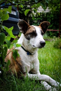 Весна-Веснушка ищет дом! #1467200