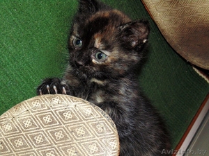 Отдам котенка даром в хорошие руки #1464687