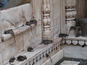 Защита от тараканов,  мышей,  ос. #1474403