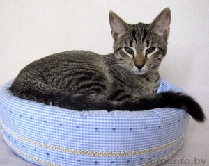 Пенелопа ищет дом #1474815