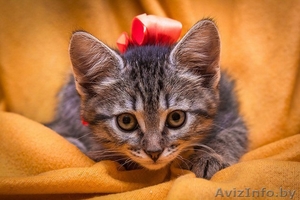 Двухмесячный котенок-девочка в добрые руки #1473574