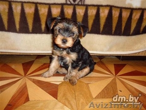 Продам щенка йоркширского терьера по имени Барак #1481565