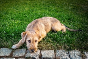 Эксклюзивный щенок #1483489