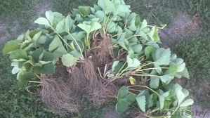 Рассада клубники(Кимберли) #1477495