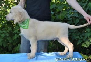 щенки золотистого (голден)ретривера #1477899