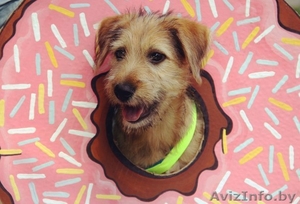 Щенок Дора в хорошие руки #1480485